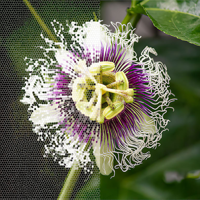 Cromia, fotoritocco per immagini per social media